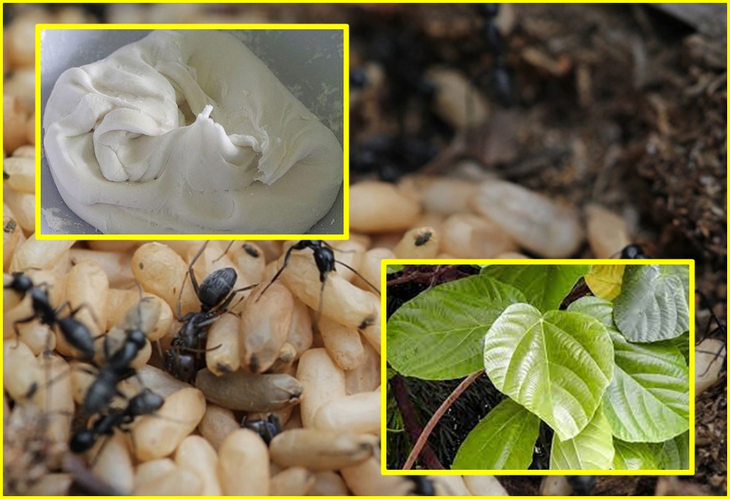 Bánh trứng kiến - hương vị núi rừng ATK Định Hóa