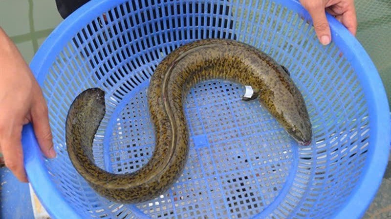 Cảnh báo ngộ độc cá biển do độc tố ciguatoxin