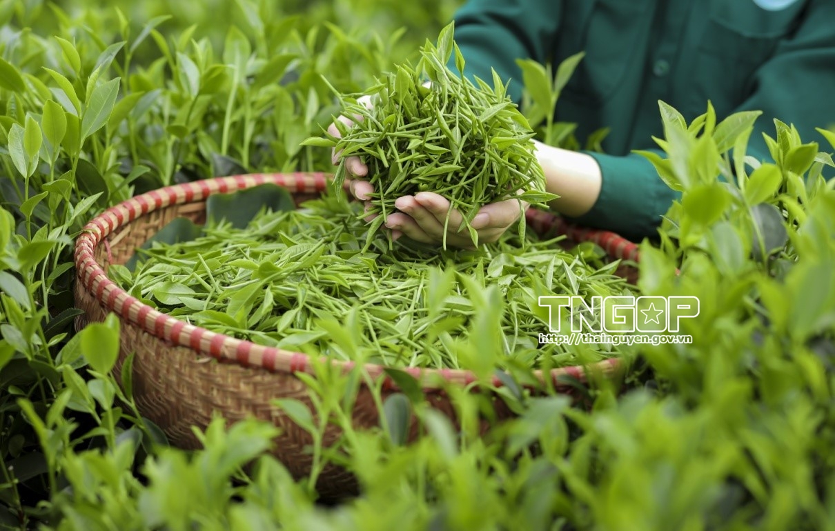 Trăm năm bén rễ, danh trà vươn xa - Kỳ 1: Di sản sống và hành trình định danh