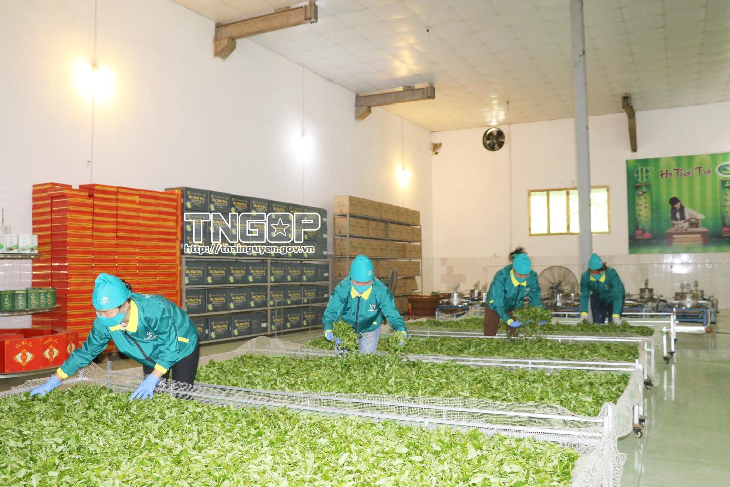 Trăm năm bén rễ, danh trà vươn xa - Kỳ 2: Thức dậy cùng kỷ nguyên số