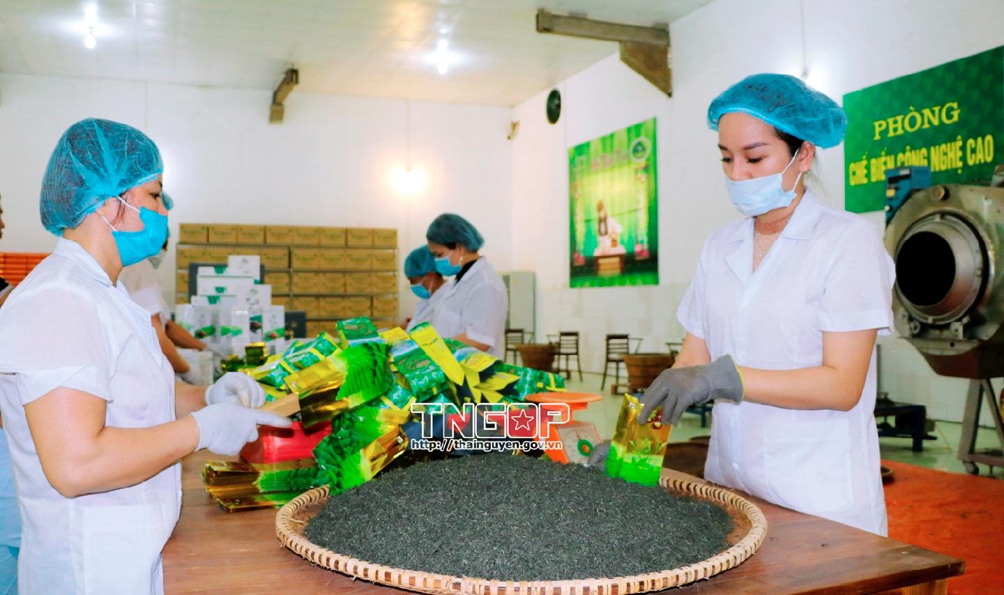 Trăm năm bén rễ, danh trà vươn xa - Kỳ 3: Chinh phục khát vọng tỷ đô