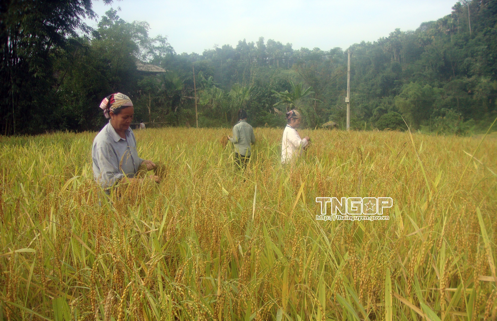 Đồng bào vùng cao và phương pháp thu hái lúa nếp thủ công truyền thống