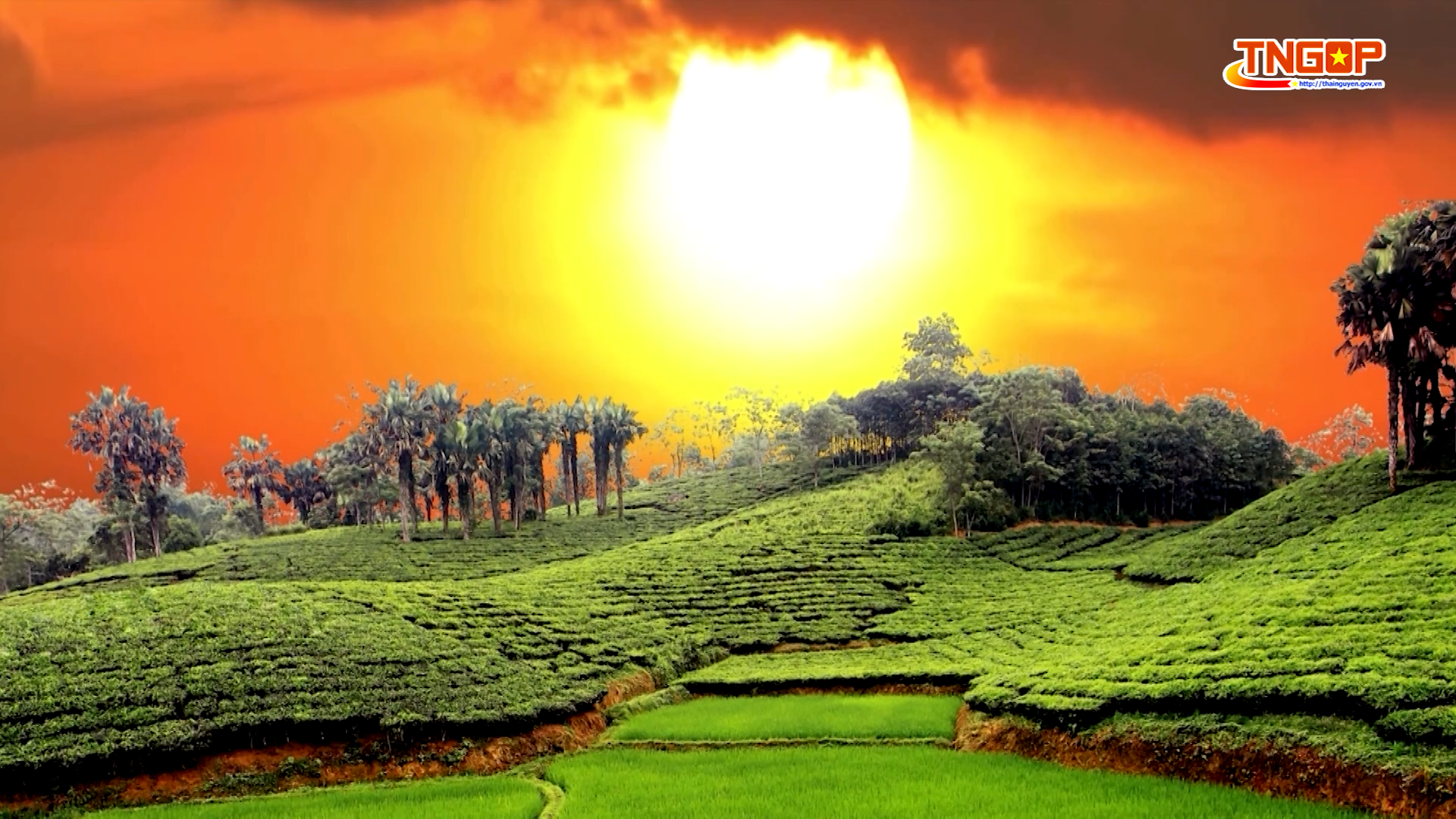 Tình em cô gái hái chè