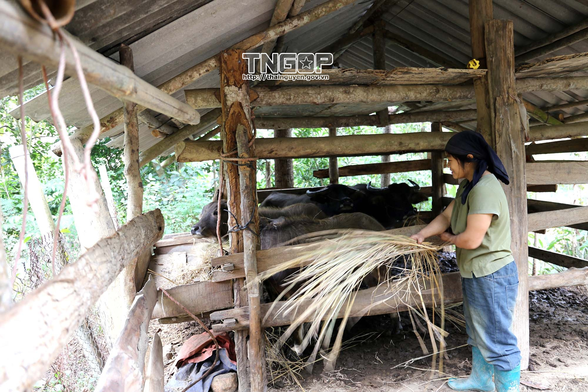 Tín dụng chính sách tiếp sức người dân ổn định cuộc sống