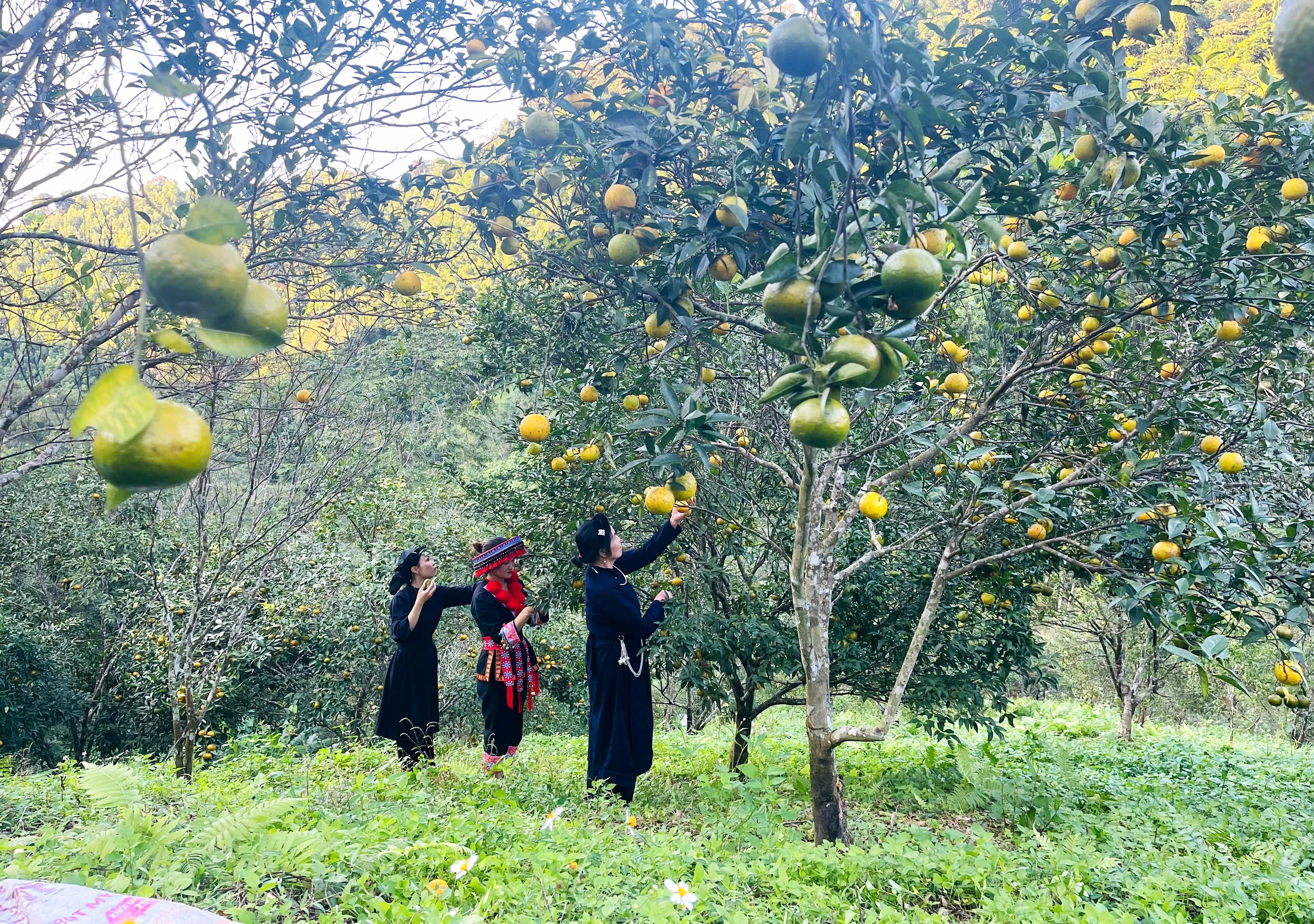 Tiếp tục khẳng định chỗ dựa tin cậy của hội viên nông dân