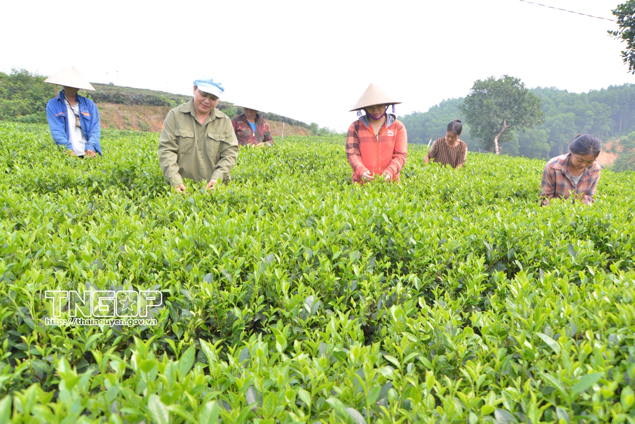 Phát triển ngành nghề nông thôn Thái Nguyên: Tạo việc làm cho hơn 63.000 lao động