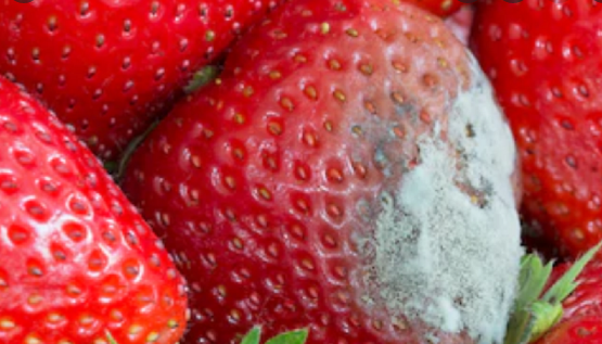 TCVN 14434:2025 về phương pháp xác định hàm lượng citrinin trong thực phẩm