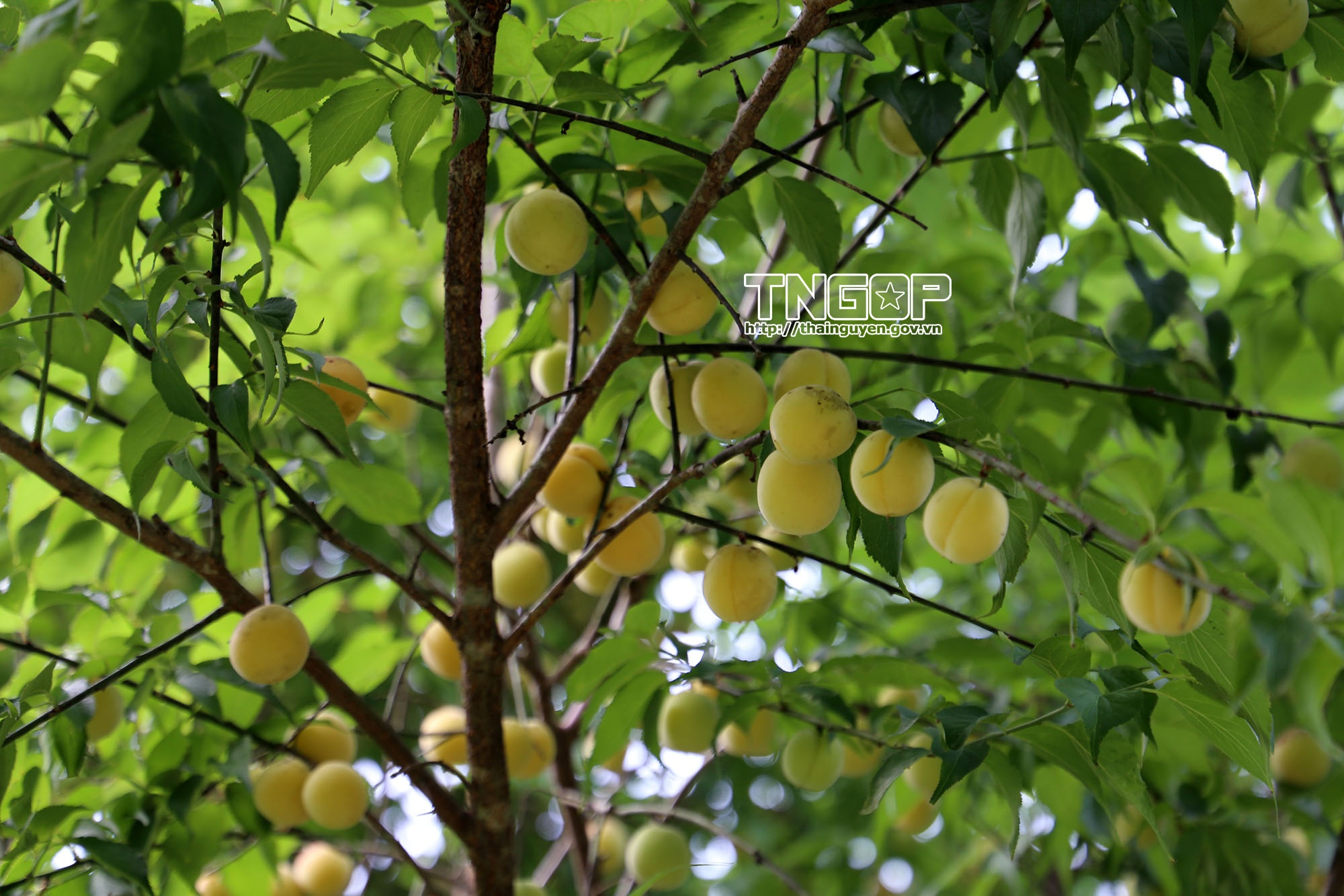 Sắc vàng no ấm trên vùng cao Thái Nguyên