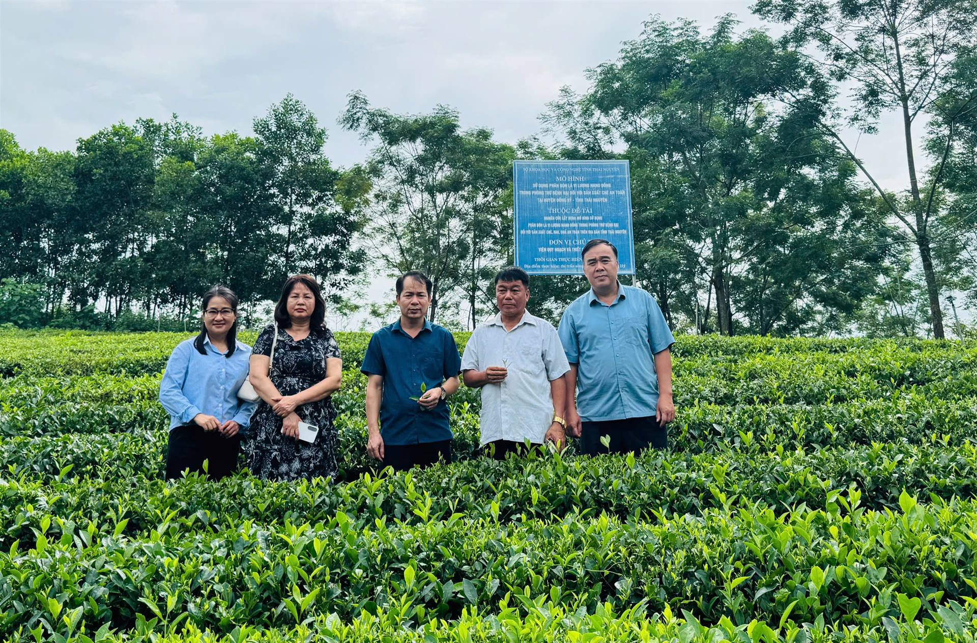 Nhiều đề tài, dự án khoa học phát triển ngành chè Thái Nguyên