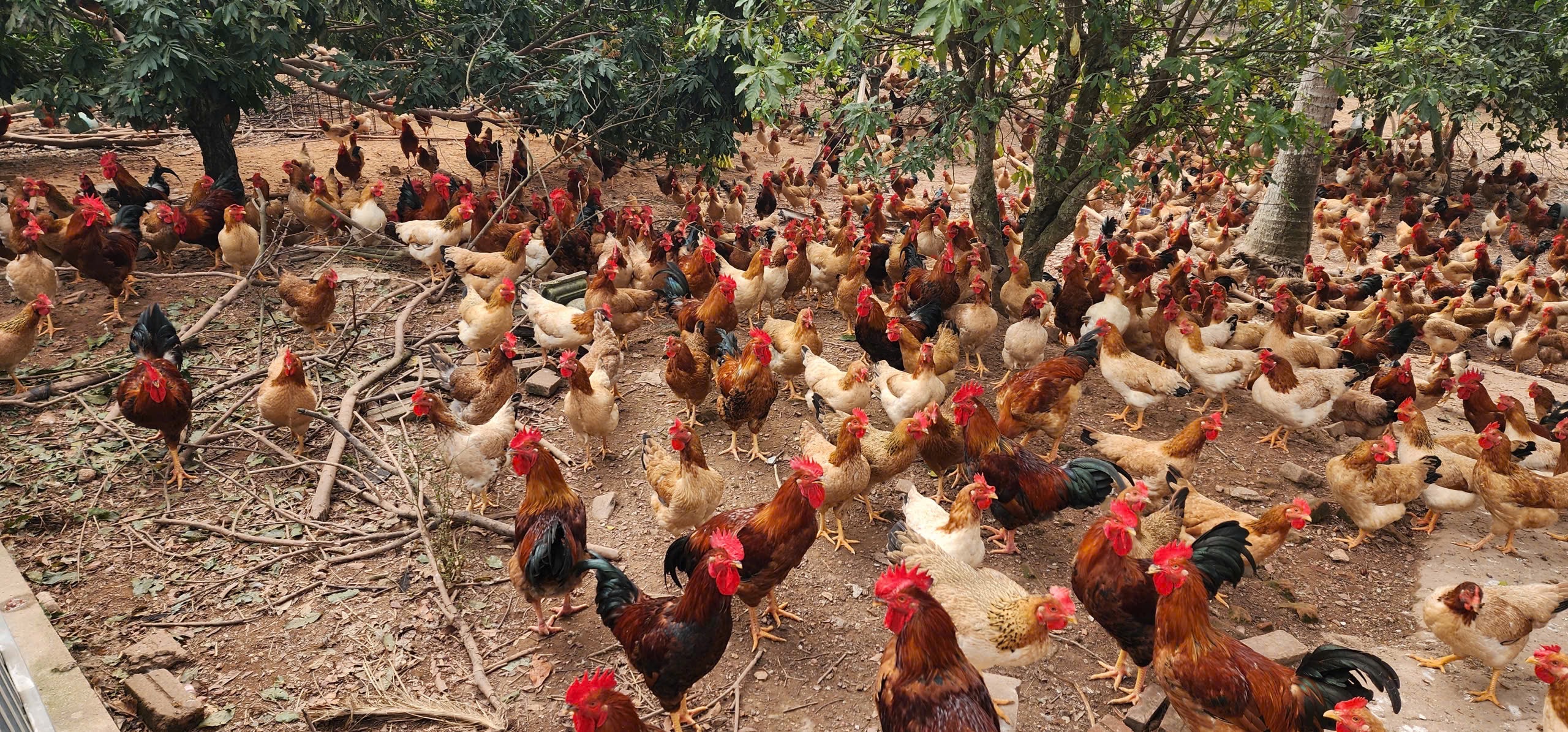 Chăn nuôi theo chuỗi - Hướng đi tất yếu nâng cao giá trị sản phẩm