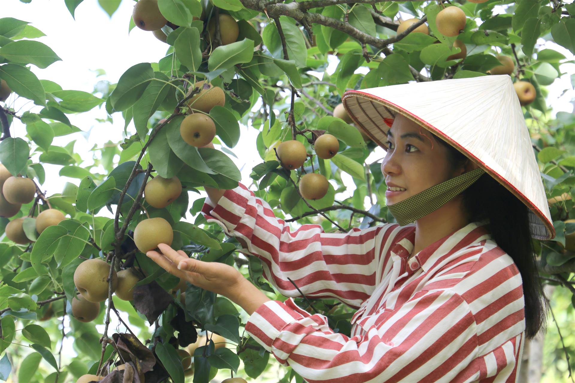 Hành trình từ bông tuyết trắng đến vị ngọt núi rừng