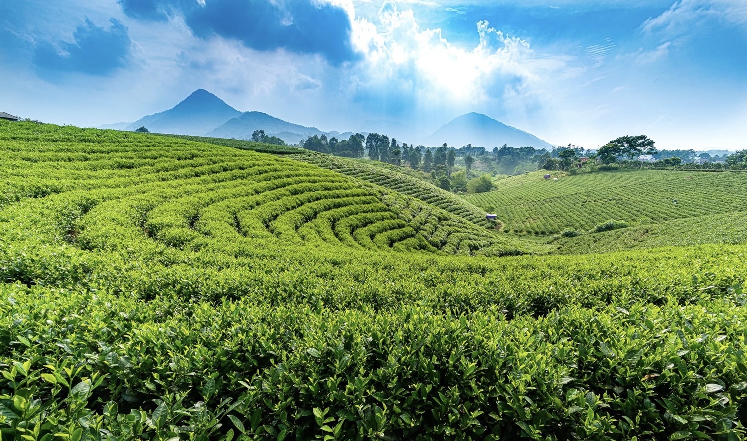Festival Trà Quốc tế - Thái Nguyên năm 2026: Từ “Ngũ đại danh trà” đến khát vọng vươn ra thế giới