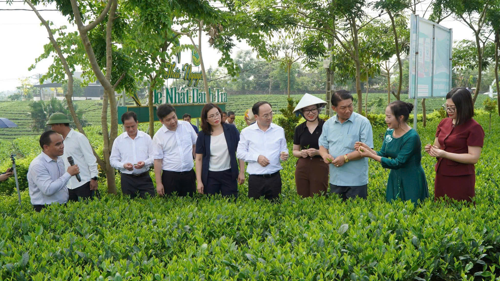 Đầu tư chiều sâu, gia tăng giá trị chè Thái Nguyên