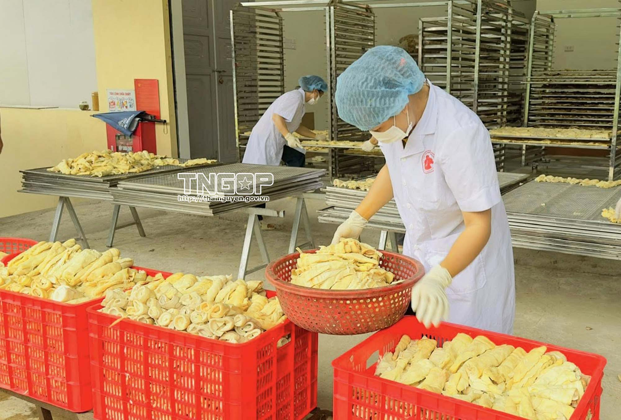 Hợp tác xã góp phần liên kết chuỗi giá trị, nâng tầm nông sản đặc trưng địa phương