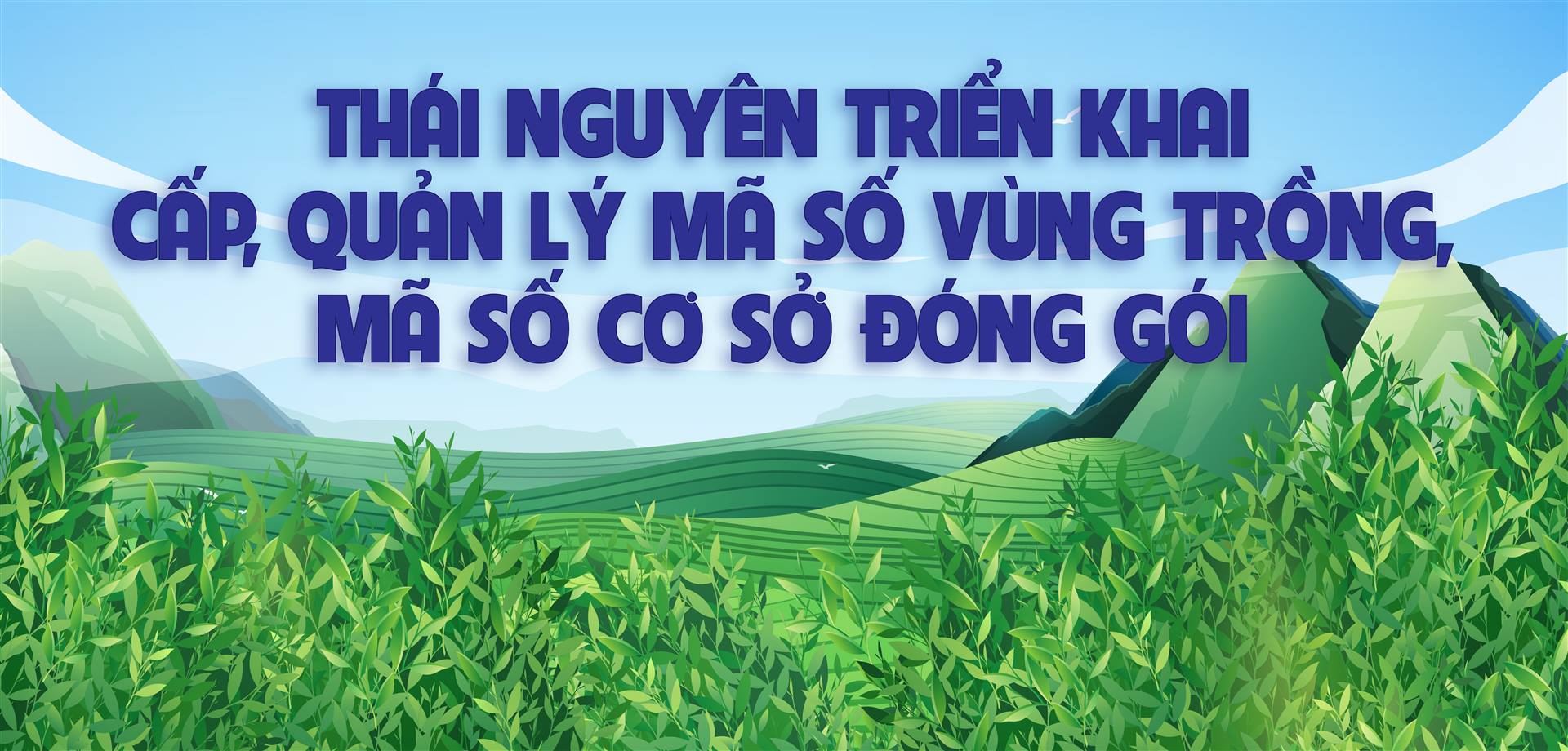 Thái Nguyên triển khai cấp, quản lý mã số vùng trồng, mã số cơ sở đóng gói