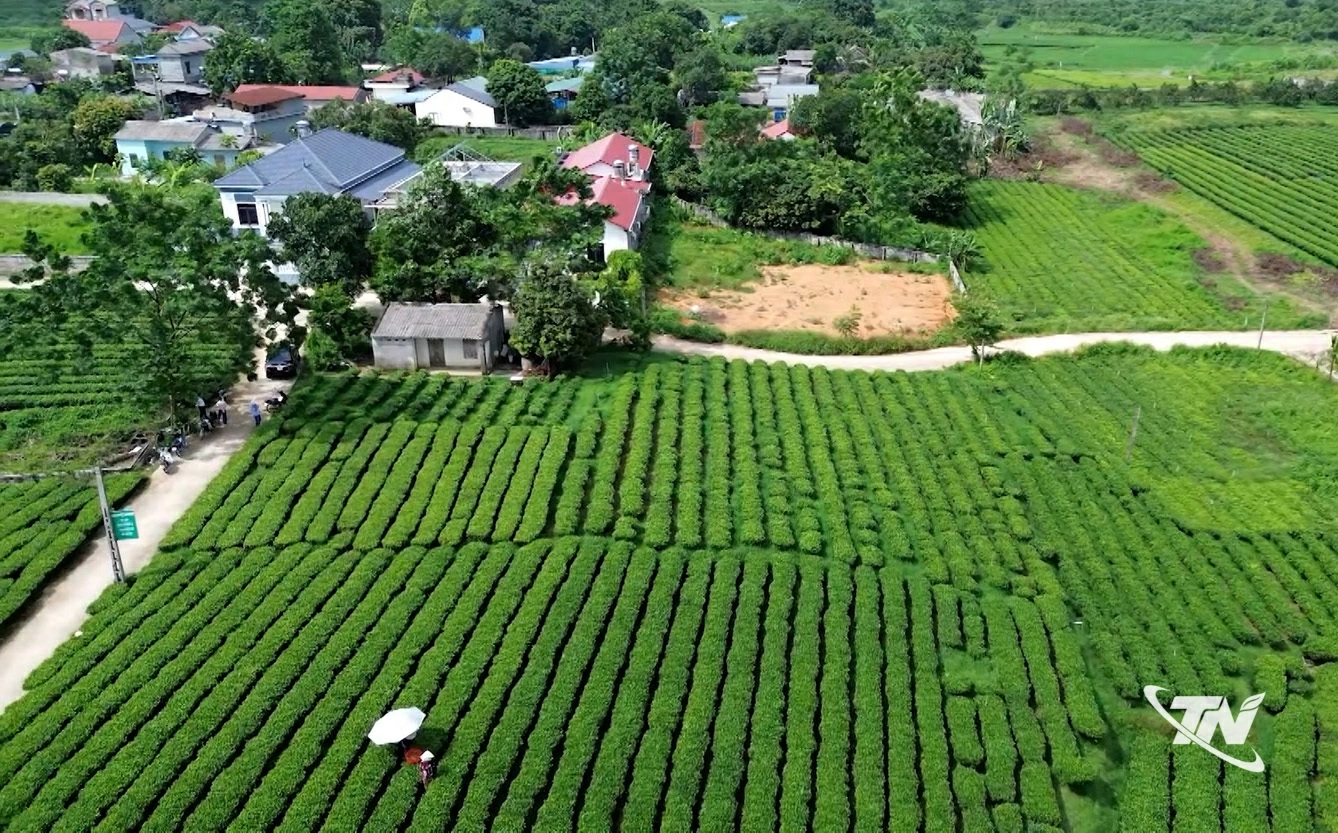 Giữ vững danh trà Trại Cài