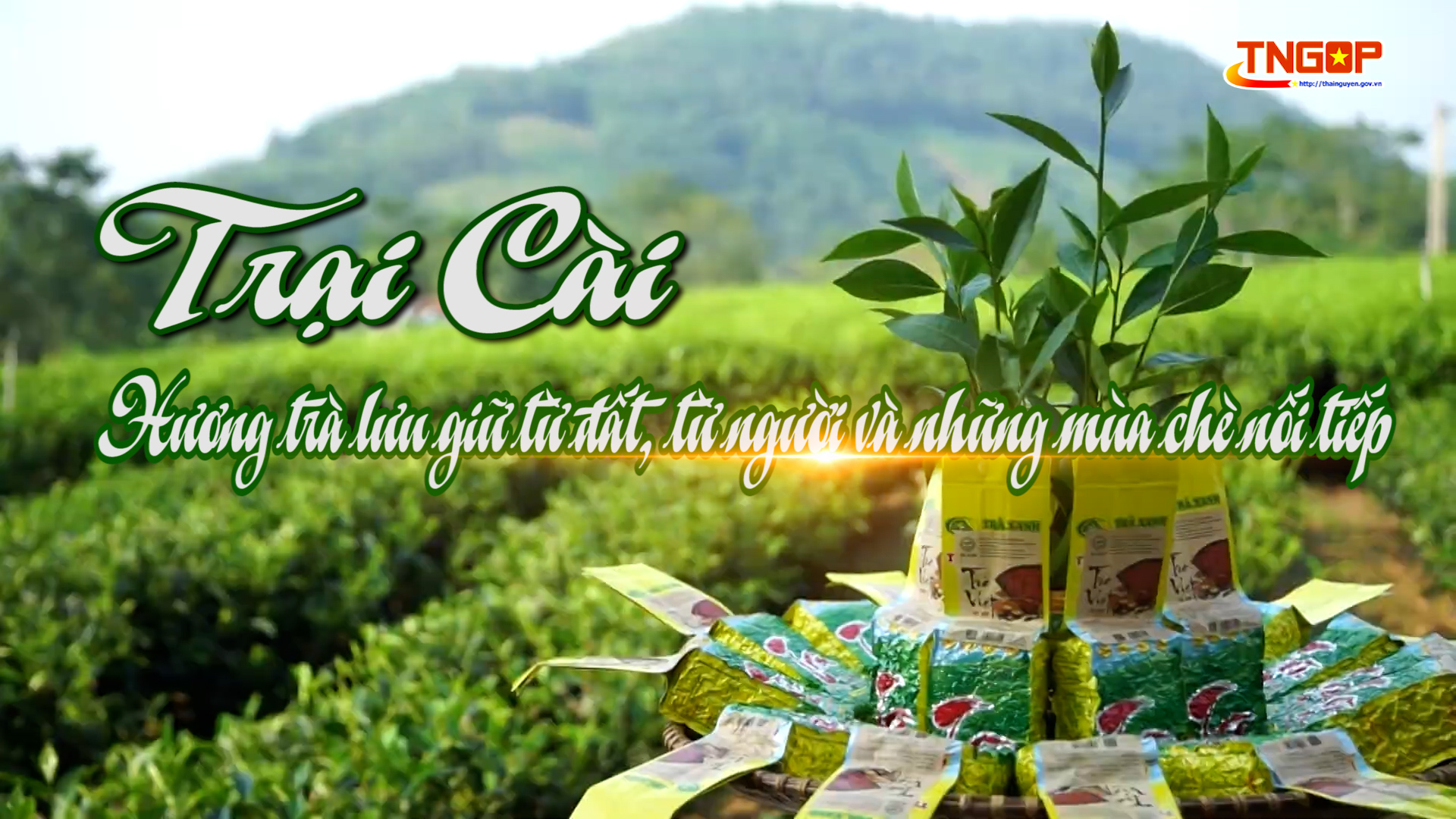 Trại Cài - Hương trà bên dòng sông Cầu