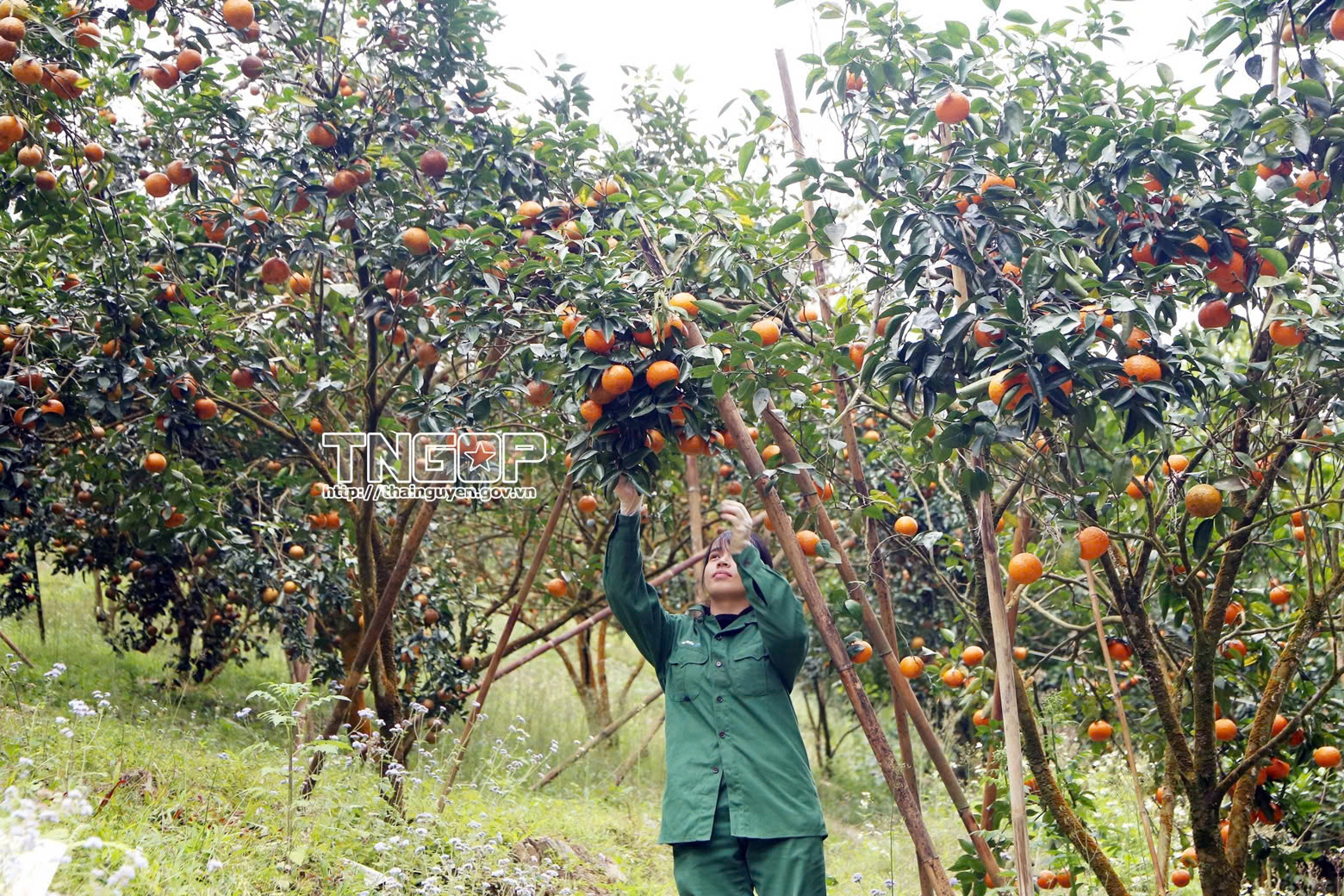 Cam sành Bạch Thông được mùa, được giá - nông dân phấn khởi đón Tết