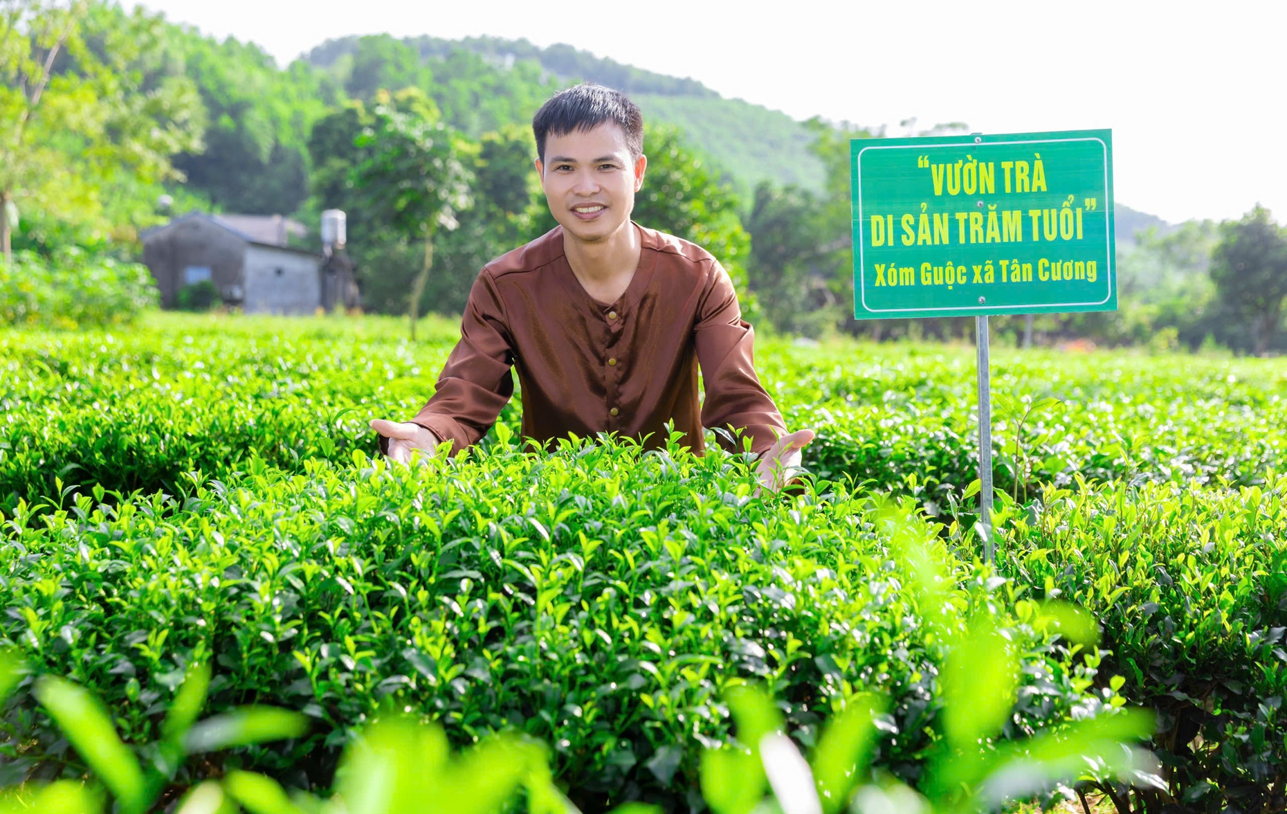 Giữ hồn chè trung du cổ trên đất Tân Cương