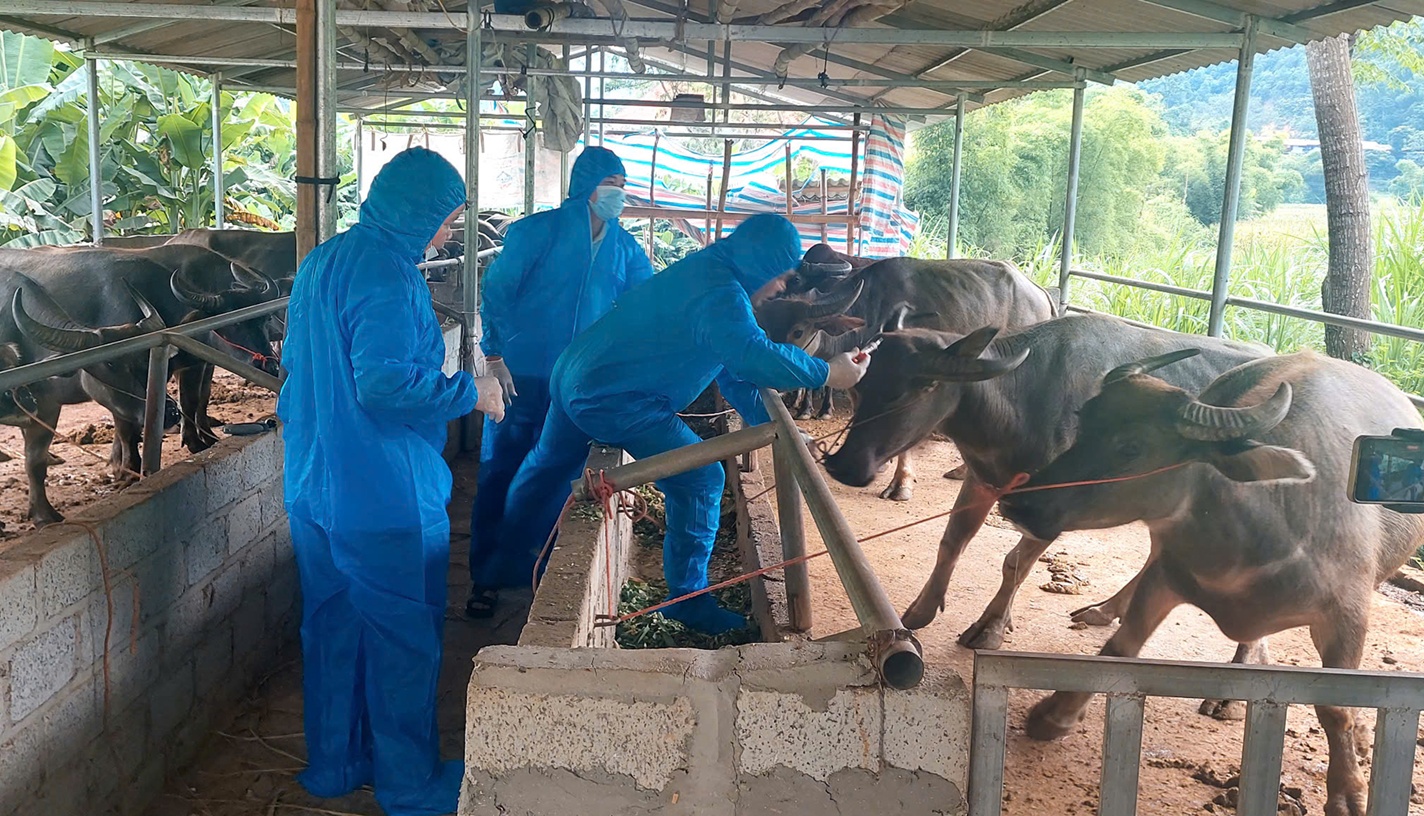 Đẩy mạnh giám sát dịch bệnh trong kiểm dịch động vật