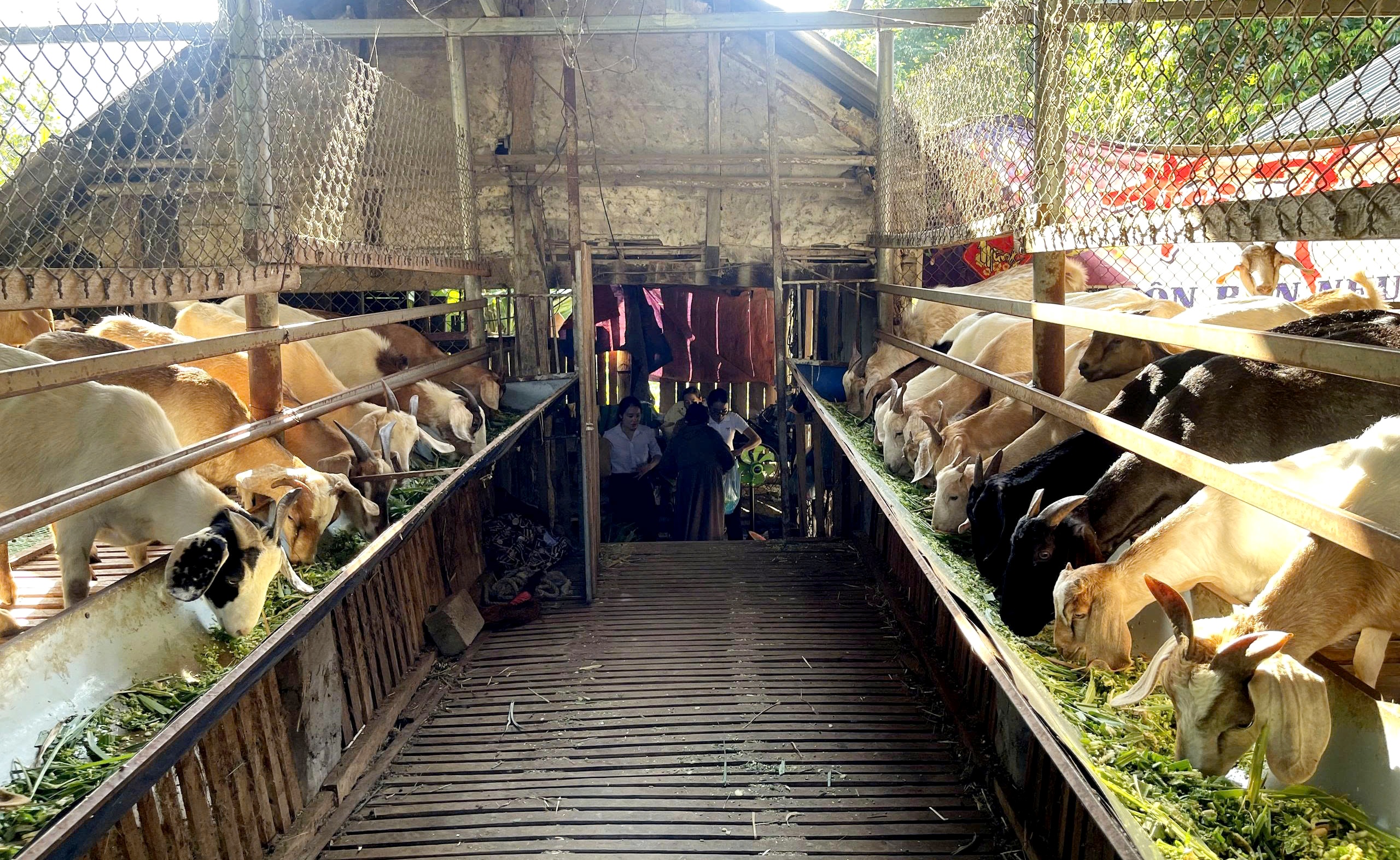 Chăn nuôi dê nhốt, mở hướng phát triển kinh tế ở vùng cao