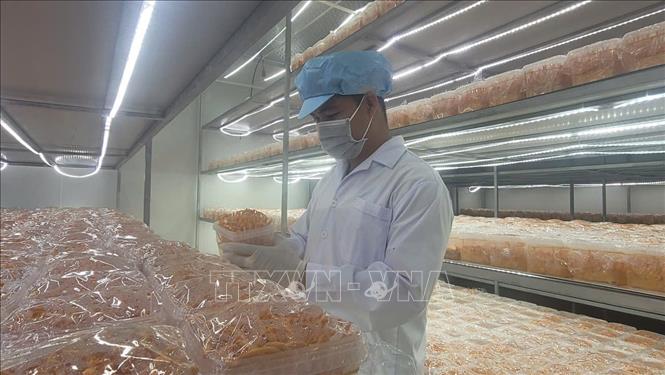 Nông dân trẻ 'ươm mầm' nông nghiệp 4.0