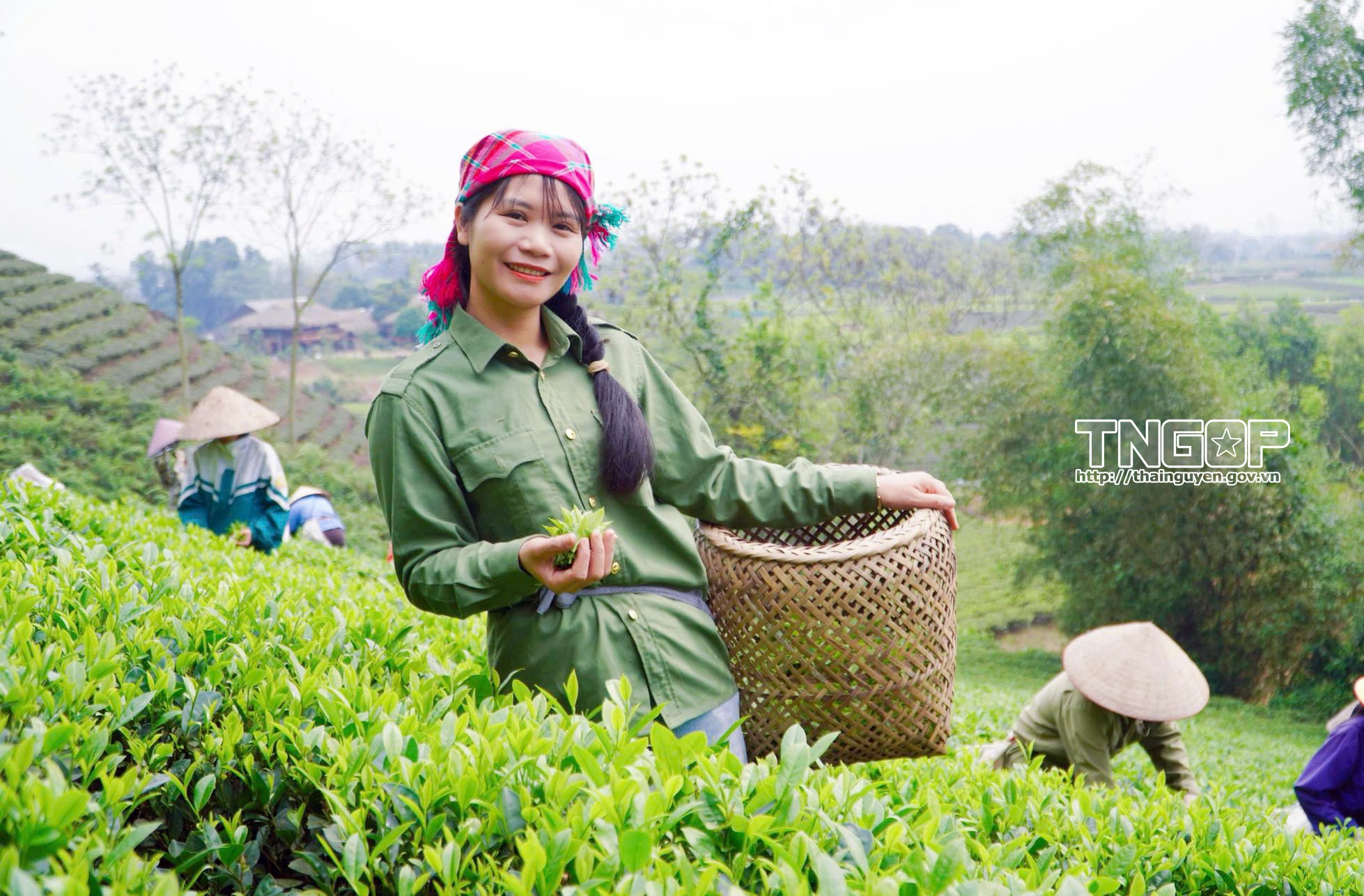 Theo đuổi nông nghiệp sạch: Hành trình kiên trì của cô giáo làm trà