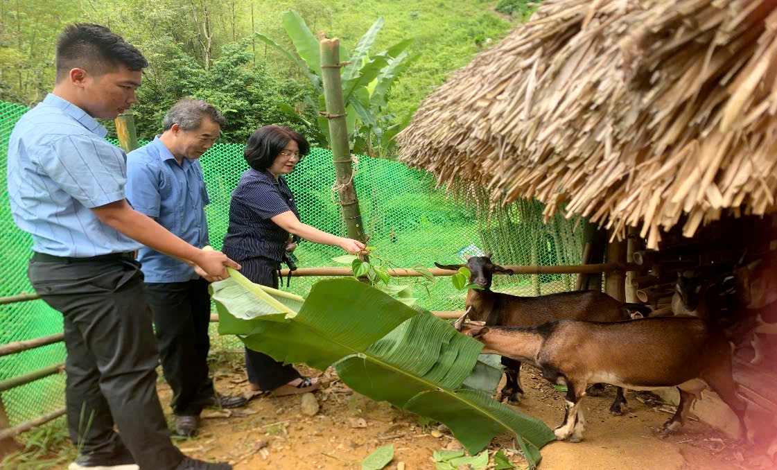 Phát huy hiệu quả tín dụng chính sách qua kênh Hội Nông dân