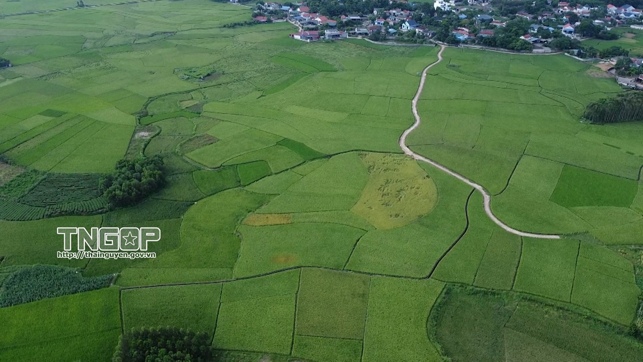 Thúc đẩy phát triển nông nghiệp xanh - Hướng đi bền vững của Thái Nguyên