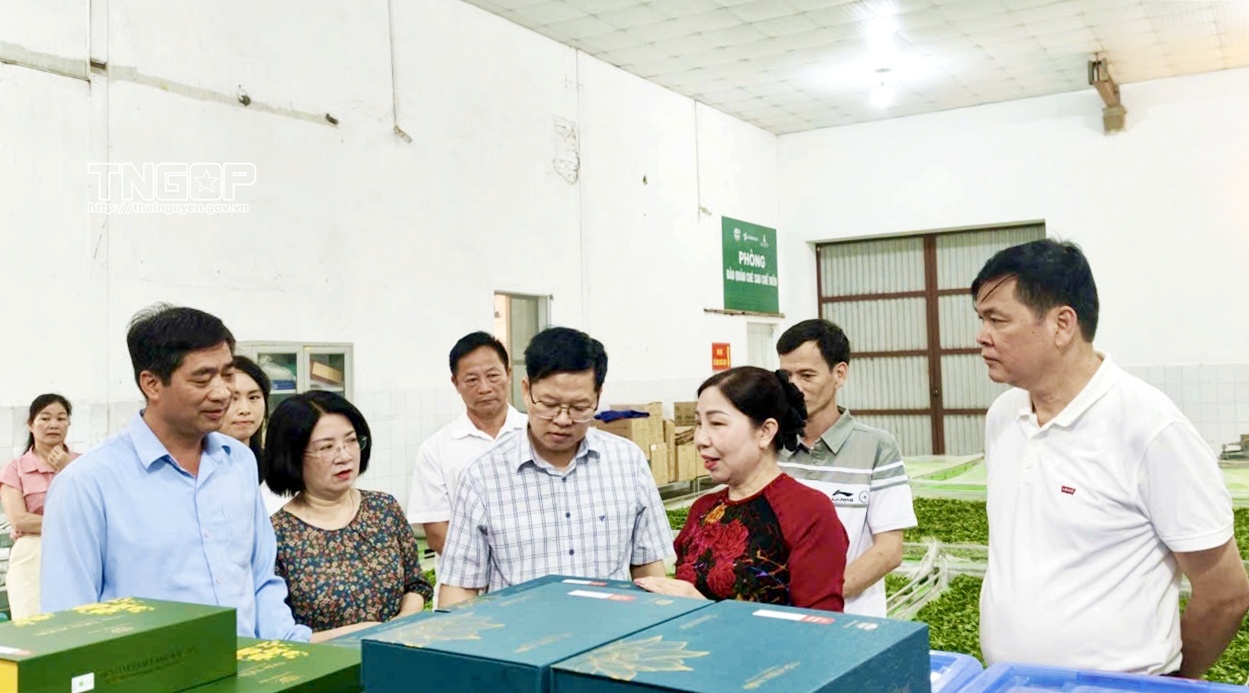 Đồng chí Phó Bí thư Tỉnh ủy, Chủ tịch Ủy ban MTTQ tỉnh làm việc với Công ty cổ phần Chè Hà Thái
