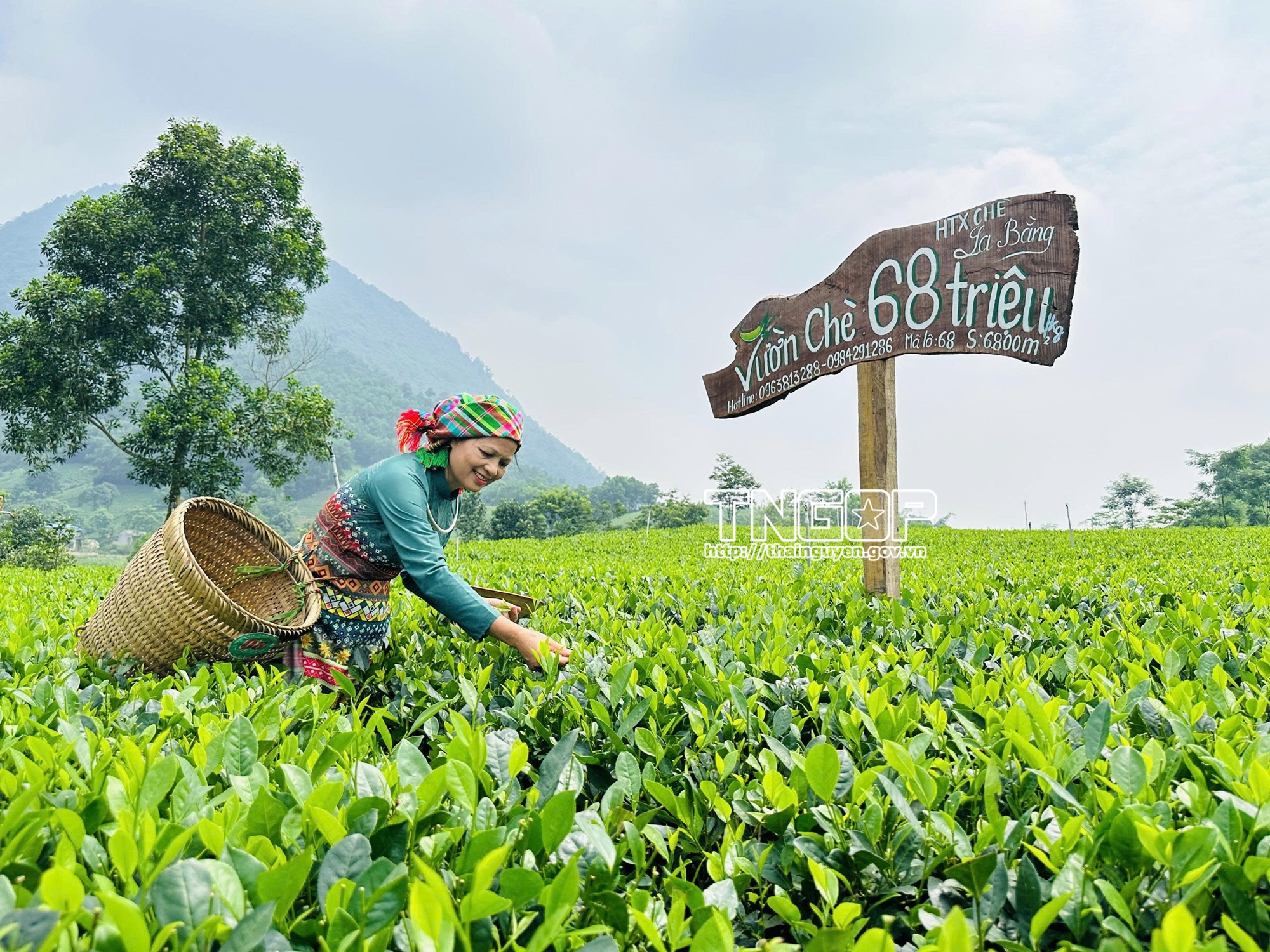 Thái Nguyên triển khai kế hoạch phát triển ngành chè giai đoạn 2025 - 2030