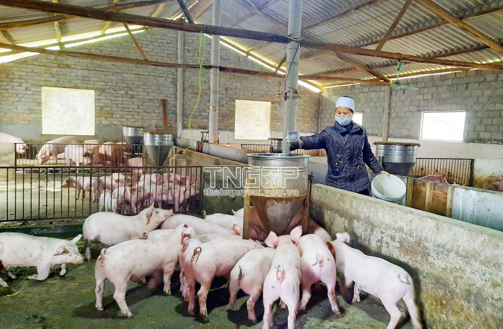 Triển khai thực hiện các biện pháp phòng, chống bệnh lở mồm long móng serotype SAT1