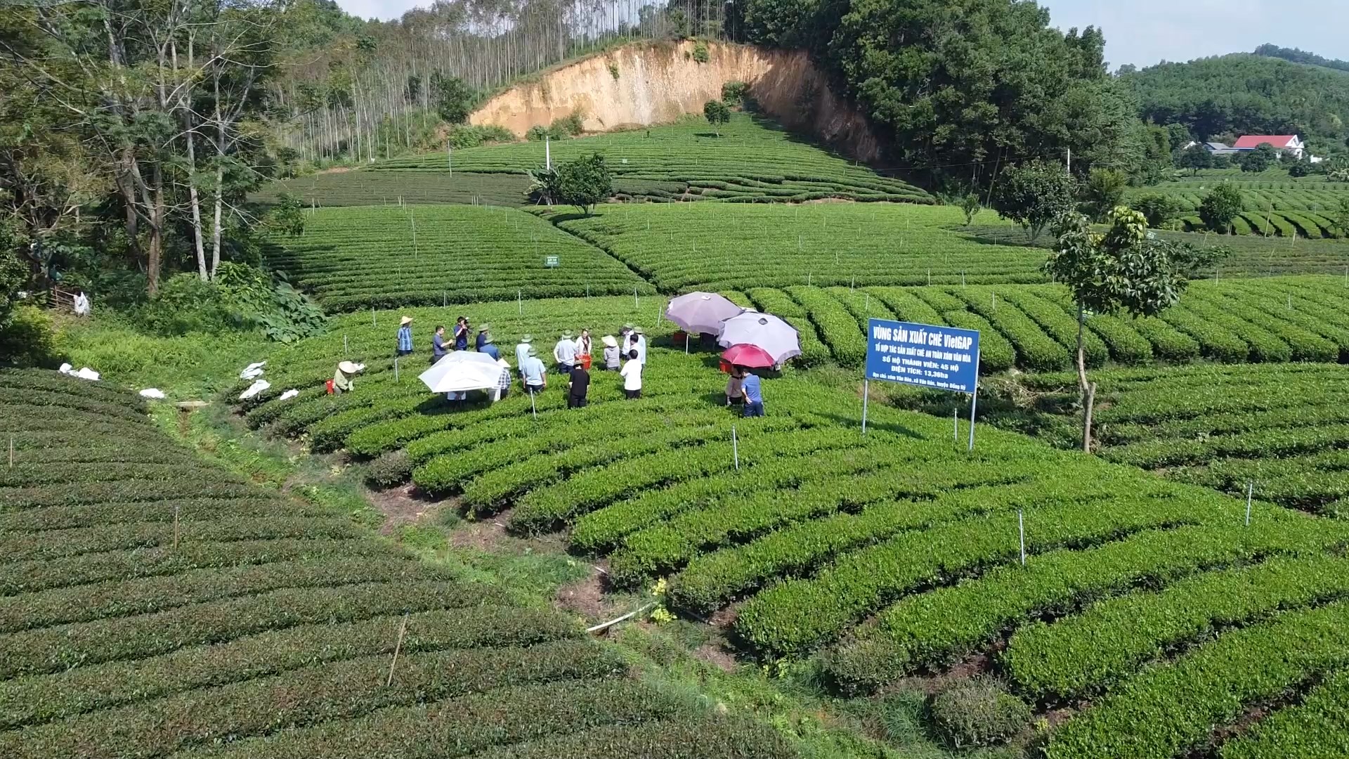 Thái Nguyên: Tăng diện tích sản xuất nông nghiệp VietGAP, hữu cơ