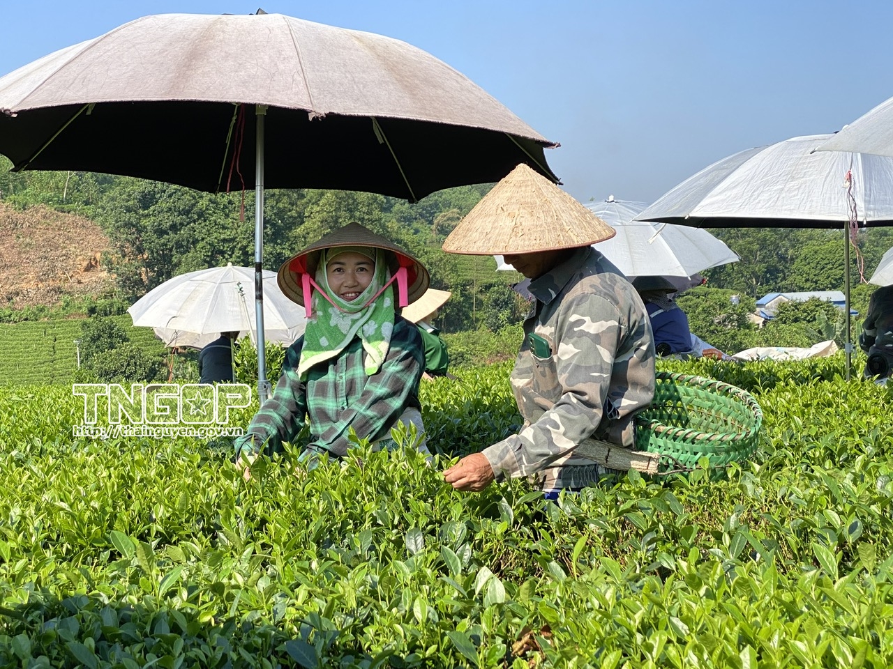 Chè xuân Thái Nguyên hồi sinh sau gian khó