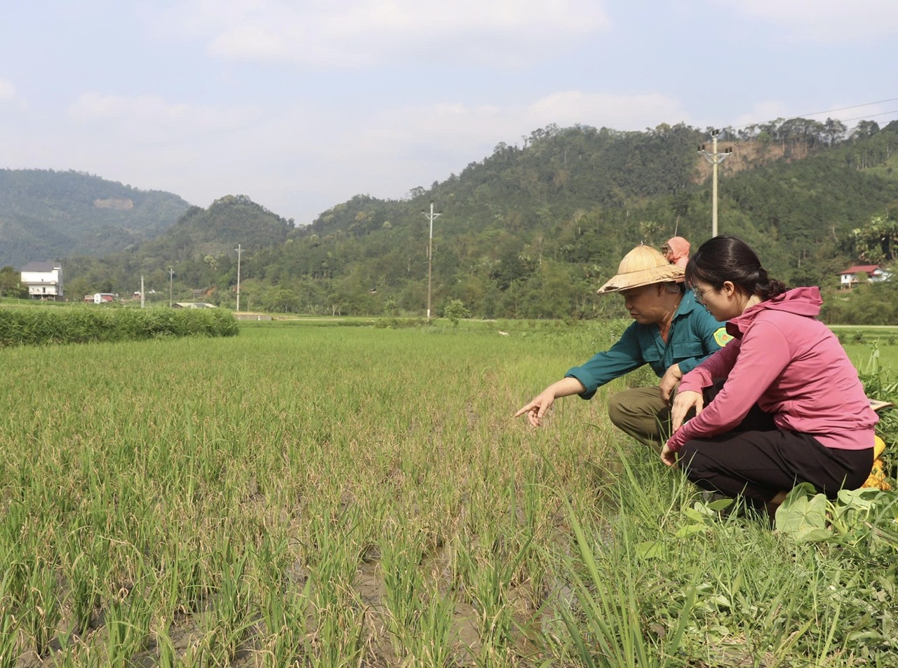 Lãnh đạo UBND xã Chợ Đồn thăm mô hình sản xuất lúa Japonica J02 vụ Xuân năm 2026