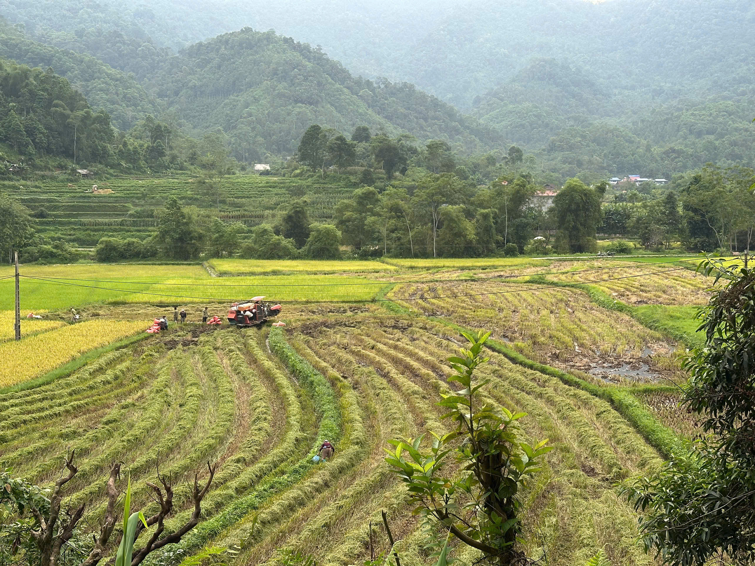 Nông dân xã Chợ Đồn khẩn trương thu hoạch lúa xuân