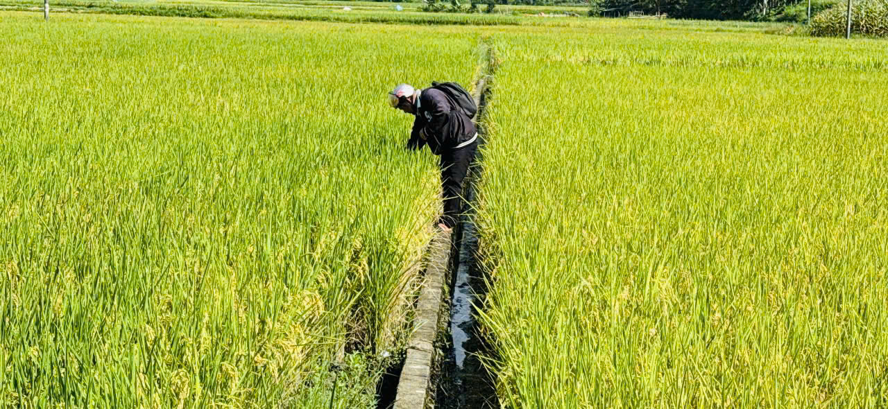 Hỗ trợ xây dựng vùng sản xuất nguyên liệu an toàn, chất lượng cho chủ thể tham gia Chương trình OCOP năm 2026