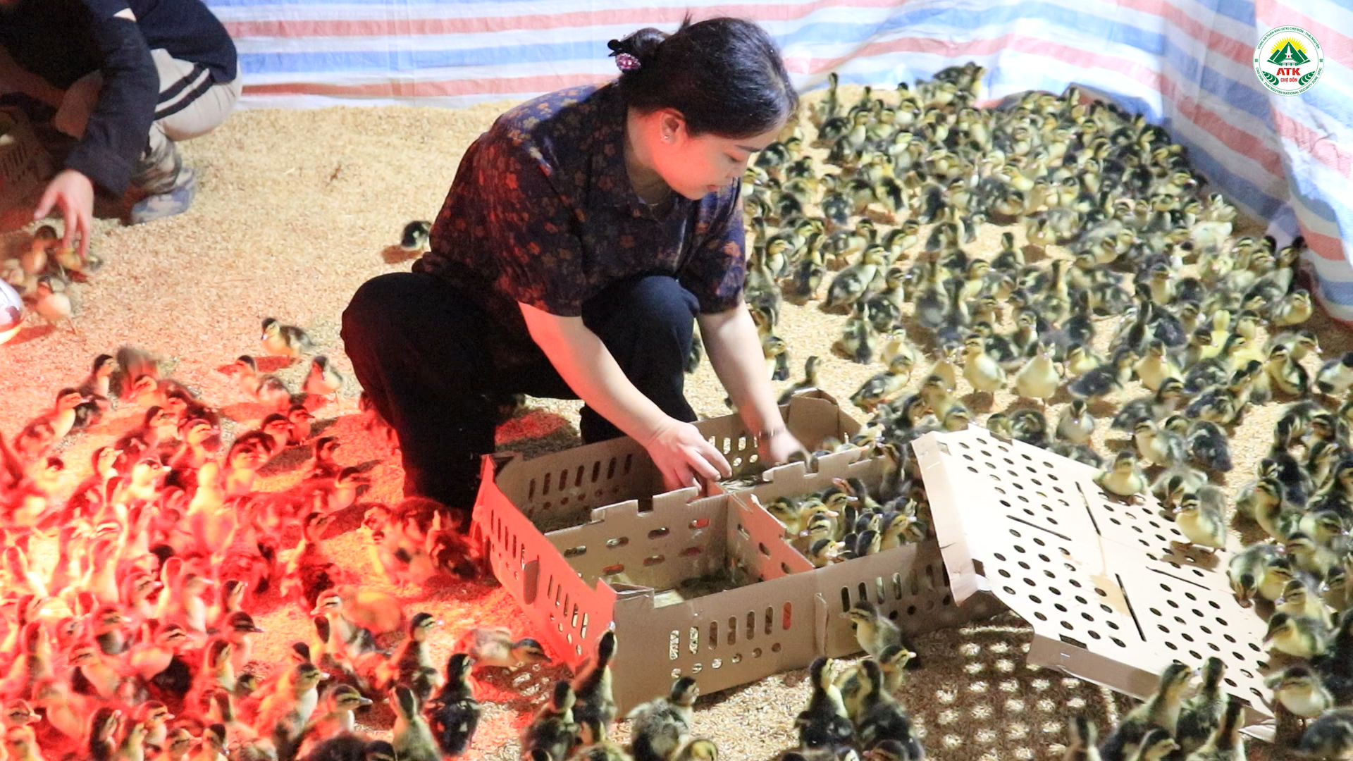 Anh-tin-bai