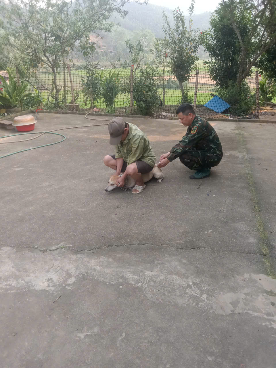 Chợ Mới, chủ động tiêm vắc xin phòng bệnh cho đàn vật nuôi
