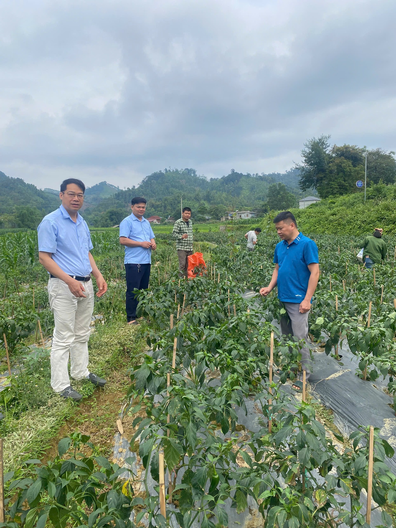 LÃNH ĐẠO MẶT TRẬN TỔ QUỐC VÀ HỘI NÔNG DÂN XÃ THĂM QUAN MÔ HÌNH TRỒNG ỚT XIÊM TẠI THÔN BẢN MỘC