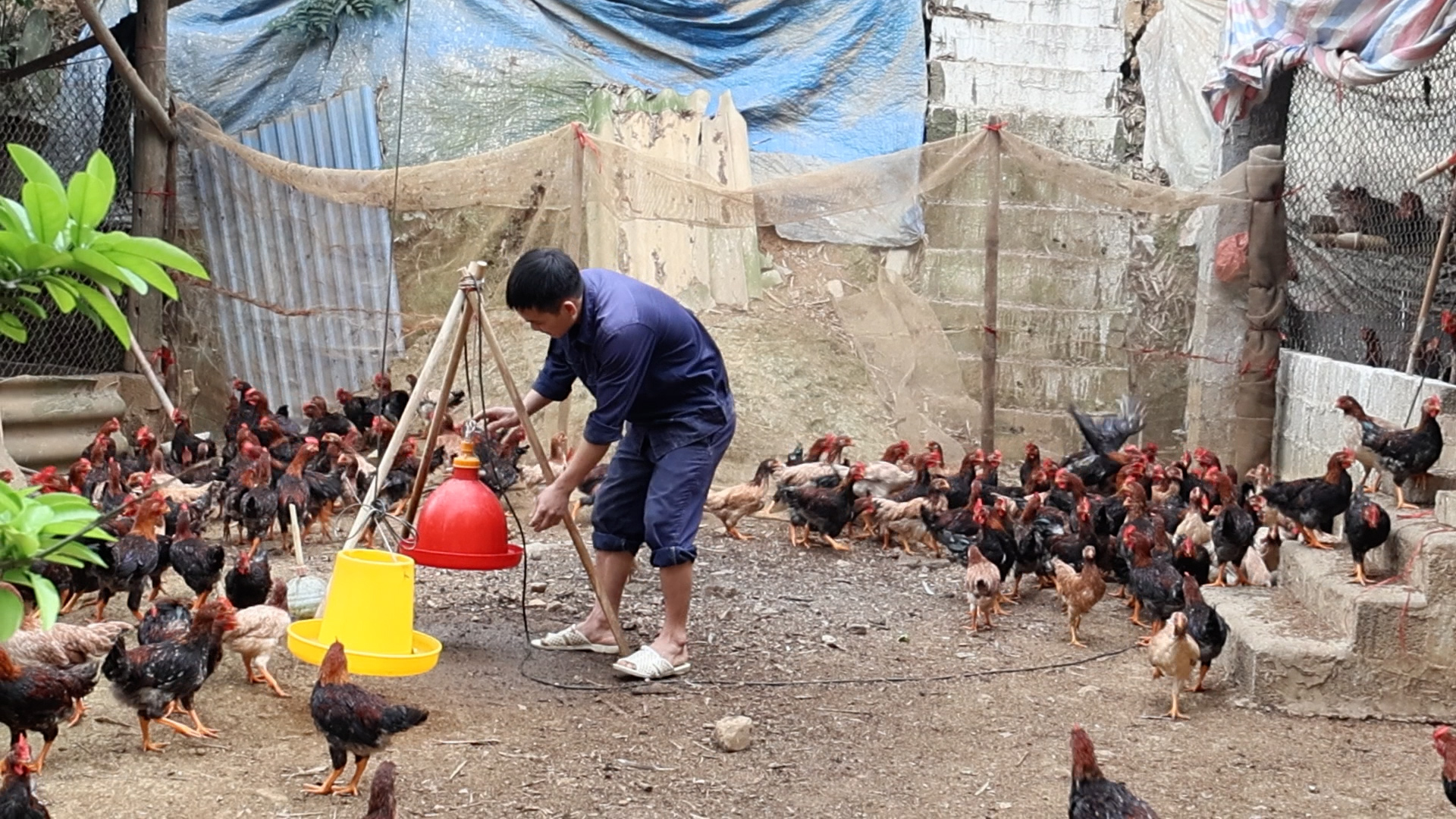 NGUỒN VỐN TÍN DỤNG CHÍNH SÁCH TIẾP SỨC PHÁT TRIỂN MÔ HÌNH NUÔI GÀ LẠC THUỶ