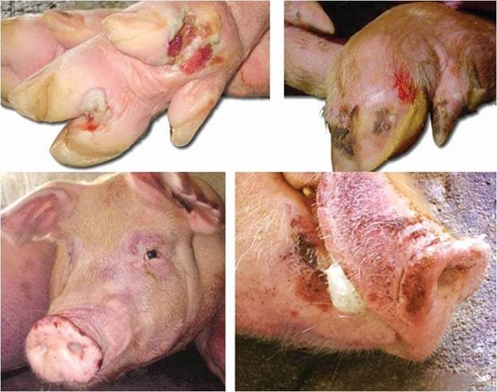 CHỦ ĐỘNG THỰC HIỆN CÁC BIỆN PHÁP NHẰM NGĂN NGỪA, PHÁT HIỆN SỚM VÀ CHỦ ĐỘNG ỨNG PHÓ ĐỐI VỚI VI RÚT LMLM SEROTYPE SAT1