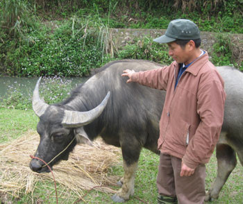 PHỦ THÔNG TĂNG CƯỜNG TIÊM PHÒNG VẮC XIN CHO ĐÀN VẬT NUÔI, CHỦ ĐỘNG PHÒNG CHỐNG DỊCH BỆNH