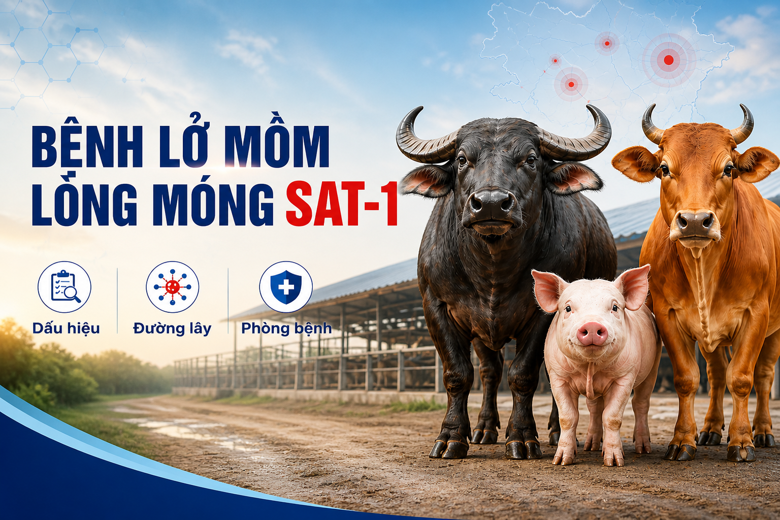 PHÒNG CHỐNG BỆNH LỞ MỒM LONG MÓNG (serotype SAT1)