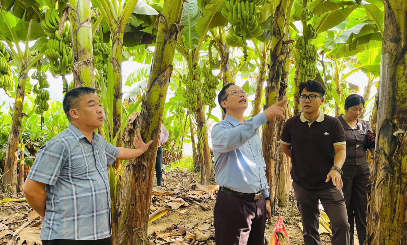 XÃ VĂN LANG THAM QUAN, HỌC TẬP KINH NGHIỆM MÔ HÌNH HTX TRỒNG CHUỐI TIÊU HỒNG TẠI XÃ CẨM GIÀNG