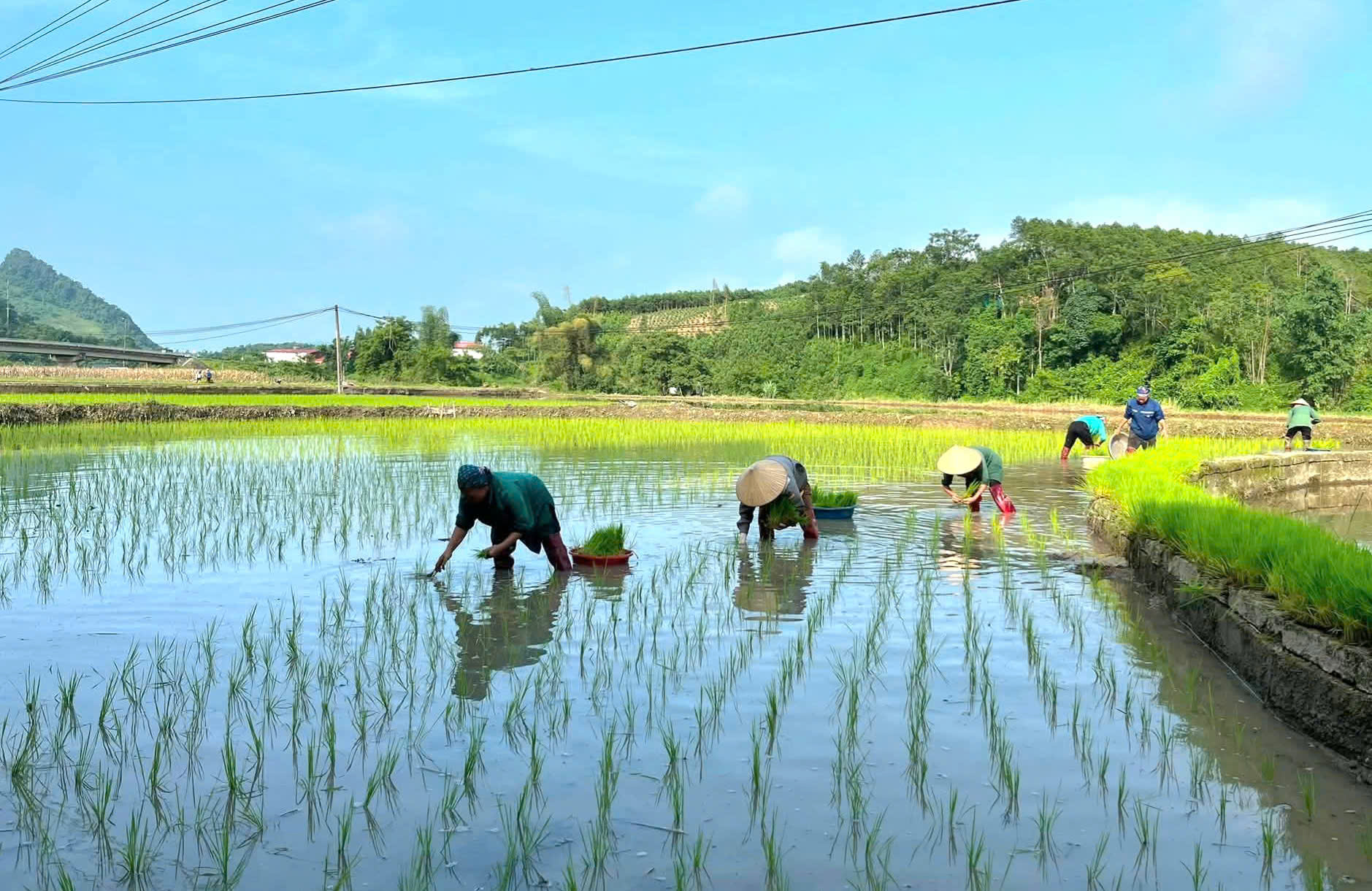Người dân xã Trần Phú tập trung gieo cấy lúa mùa 