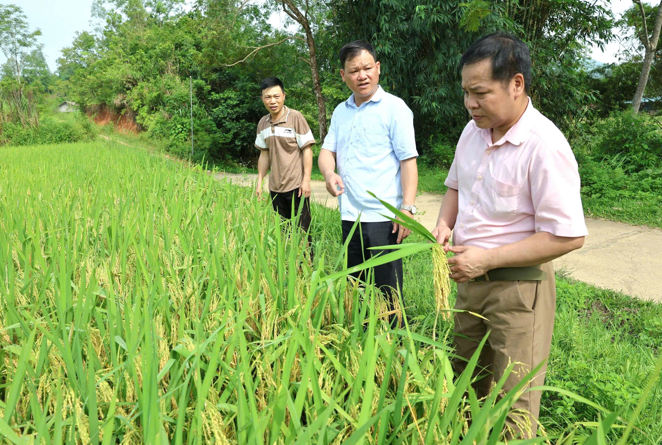 Xã Trần Phú tổ chức dự ước năng suất, sản lượng cây trồng vụ Xuân  năm 2026 
