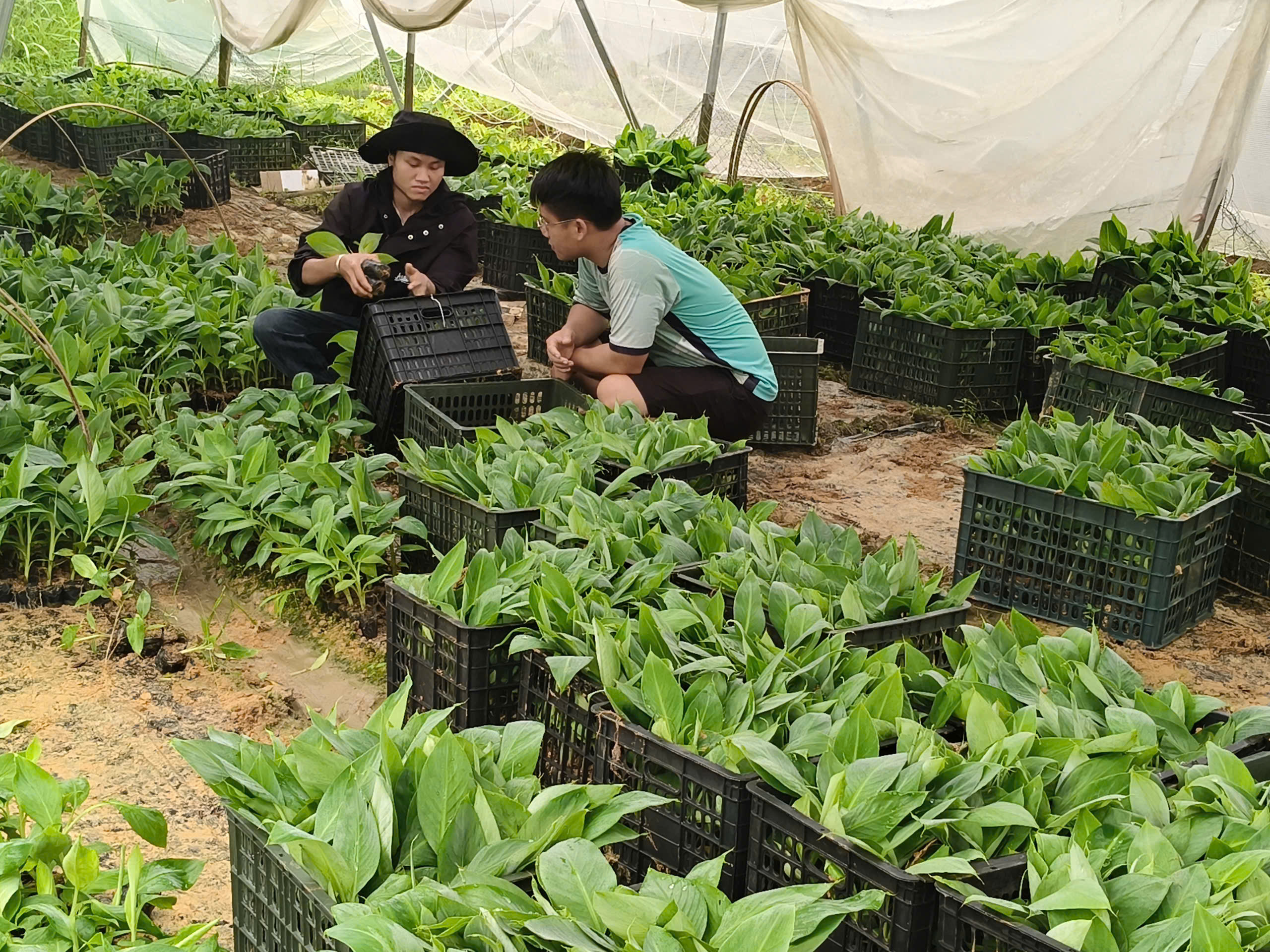 HỢP TÁC XÃ NÔNG NGHIỆP SẠCH CẤP GIỐNG CHUỐI TIÊU HỒNG CHO BÀ CON TRÊN ĐỊA BÀN