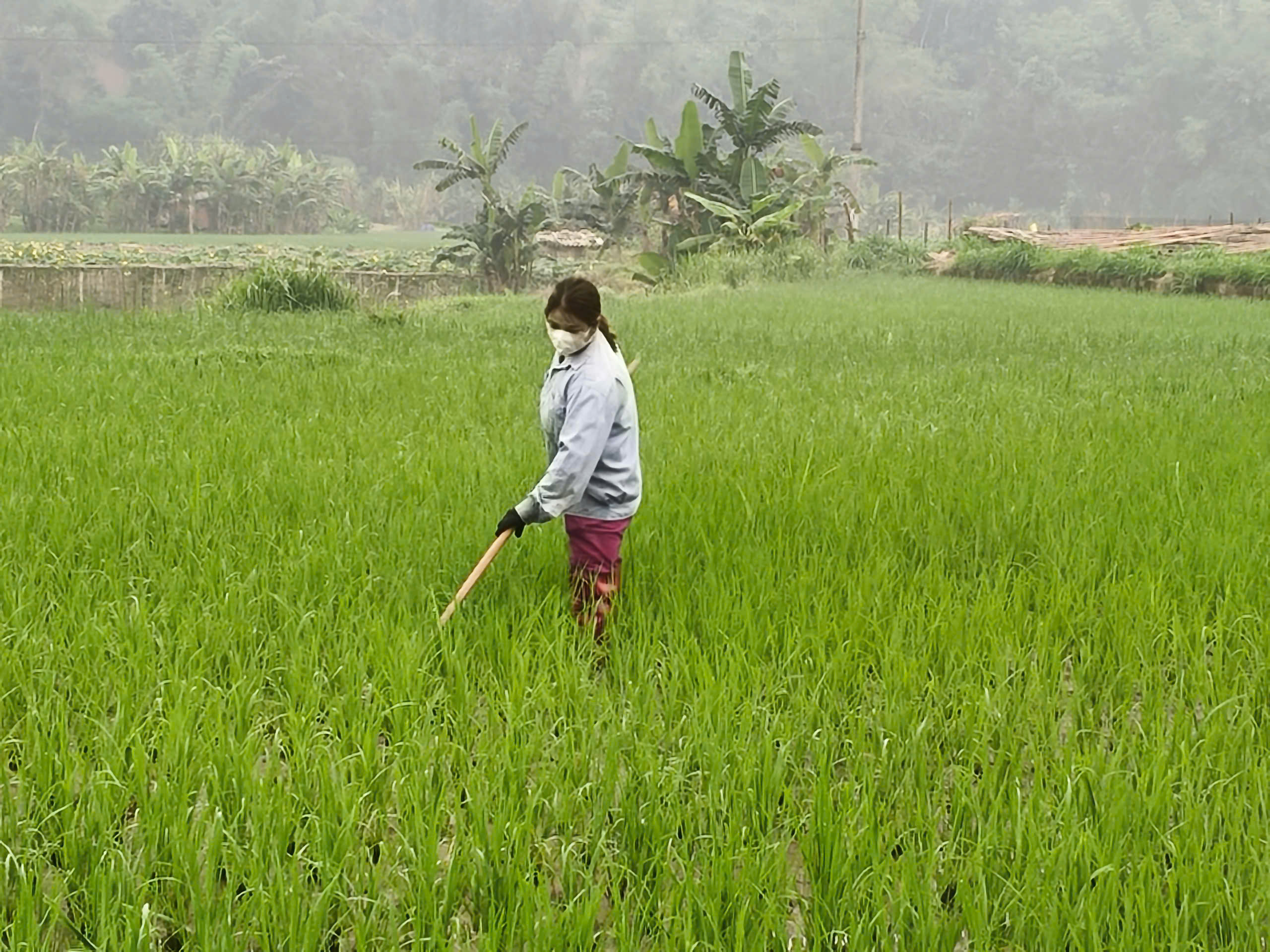 TĂNG CƯỜNG CHĂM SÓC, PHÒNG TRỪ SÂU, BỆNH HẠI TRÊN CÂY LÚA