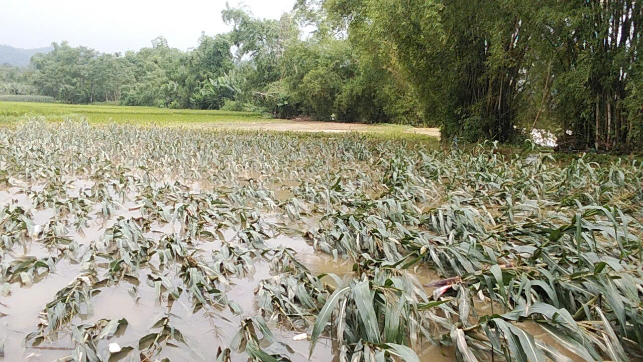 THIỆT HẠI DO MƯA ĐÊM NGÀY 21/5/2026 TRÊN ĐỊA BÀN XÃ CẨM GIÀNG